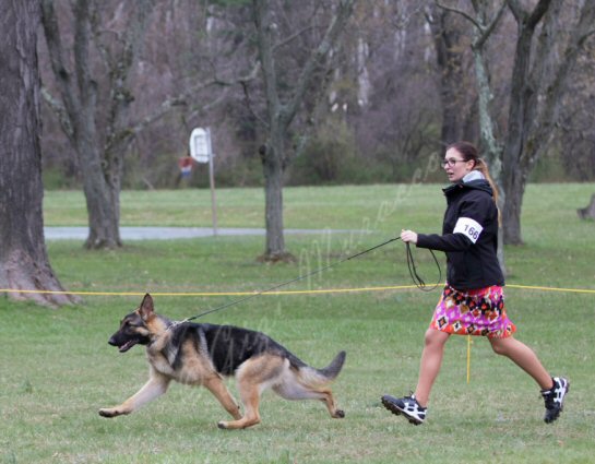 Autumn Dugan GSD Handling